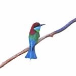 Blue-throated Bee-eater Stock Photo