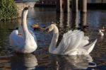 Mute Swans On The River Great Ouse Stock Photo