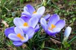 Crocus In Grass Stock Photo