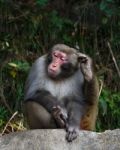 Monkey Sit On Rock And Scratch Its Head At Zhangjiajie National Park , China Stock Photo