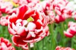 One Bicolor Red-white Tulip In Front Of Many Stock Photo