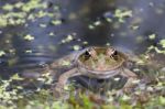 Marsh Frog Stock Photo