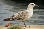 Juvenile Seagull Stock Photo