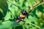 Close Up Male Fighting Beetle With Five Horn (rhinoceros Beetle) Stock Photo