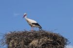 One White Stork On The Nest Stock Photo