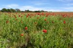 Field Of Poppies In Sussex Stock Photo