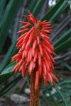 Red Aloe Ciliaris Flower Stock Photo