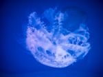 Glowing Jellyfish Under Dark Water Stock Photo