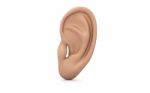 Ear Anatomy Stock Photo