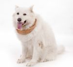 White Dog Wearing Brown Muffler Scarf Stock Photo