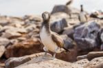 Juvenile Nazca Booby In Galapagos Stock Photo