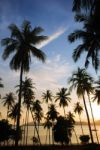Silhouette Of  Coconut Tree Stock Photo
