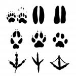 Set Of Mammals And Bids Footprints -  Illustration Stock Photo