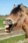 Horse Laughing Stock Photo