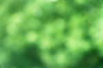 Background With Defocused Foliage Texture In Shades Of Green Stock Photo
