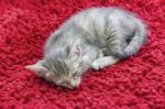 Gray Short Haired Kitten Sleeping On Red Carpet Stock Photo