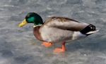 Isolated Picture With A Mallard Walking On Ice Stock Photo