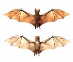 Vampire Bats Isolated On White Background Stock Photo