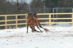 Horse Sliding In The Snow Stock Photo