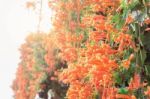 Orange Flowers With Daylight Stock Photo