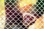 Monkey Inside A Cage Stock Photo