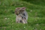 Bashful Bunny Stock Photo