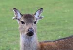 Deer With Ripped Ears Stock Photo