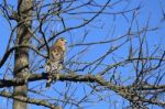Red Shouldered Hawk Stock Photo