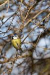 Blue Tit Perched In A Tree Stock Photo