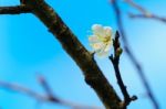 White Apricot Blossom With Blue Sky Stock Photo