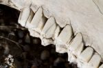 Jaw With Teeth Of Sheep Stock Photo