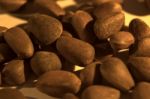 Cedar Nuts Stock Photo