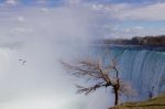 Background With A Tree, Gull And The Niagara Stock Photo