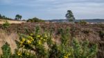 View Of The Ashdown Forest In Winter Stock Photo