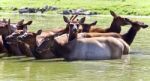 Photo Of A Swarm Of Antelopes Swimming Together Stock Photo