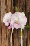 Violet And White Orchid Flowers Bunch On Wood Background, White Stock Photo