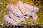 Newborn Piglets Sleeping Stock Photo
