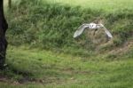 Barn Owl (tyto Alba) In Flight Stock Photo