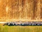 Agricultural Fields. Top View. Dirt Rural Road And Birch Alley Stock Photo