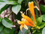 Flame Vine With Orange Trumpet Flowers Growing In Clusters In Ta Stock Photo