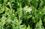 White Rain Lily (zephyranthes Candida) Stock Photo