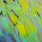 Nicobar Pigeon Feather Stock Photo