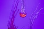 Beautiful Jellyfish Stock Photo