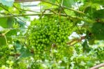 Young Green Grapes Stock Photo