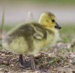 Beautiful Isolated Photo Of A Cute Chick Of Canada Geese Stock Photo