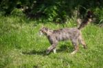European Wildcat (felis Silvestris Silvestris) Stock Photo