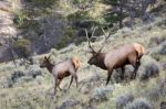 Elk Or Wapiti (cervus Canadensis) Stock Photo