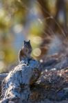 Close-up Of A Chipmunk At Bryce Canyon Stock Photo