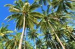 Coconut Palms Stock Photo