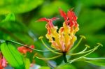 Gloriosa Superba Or Climbing Lily Flower Stock Photo